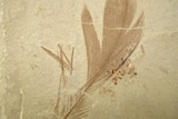 fossilised feather