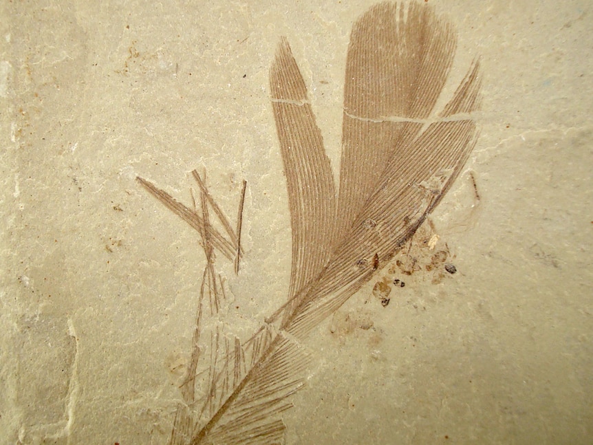 fossilised feather