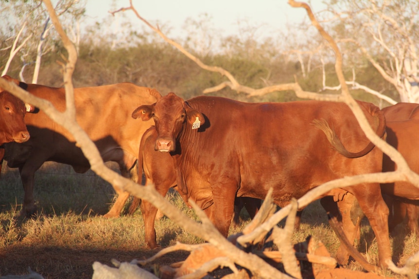 Cows on Minderoo station where Andrew Forrest has built an underground water reserve.