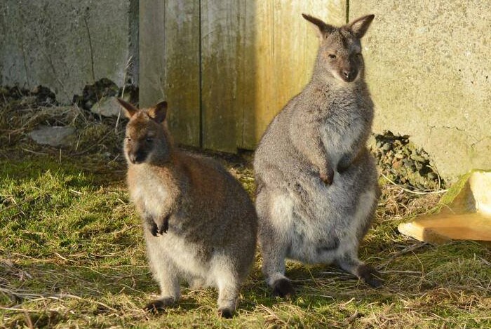 Ned and Kelly, Dave Kok's Bennett's wallabies, at his cafe in Scotland.