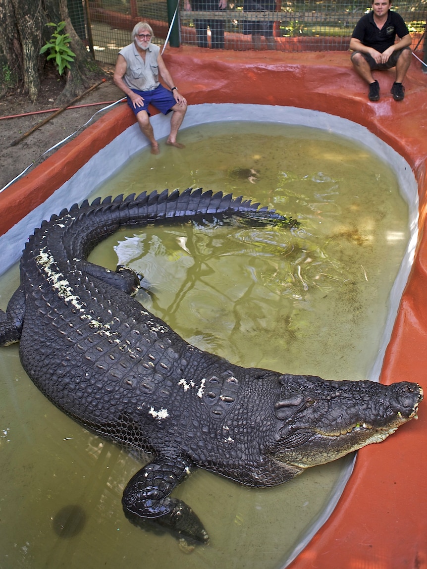 Cassius, the largest crocodile in captivity