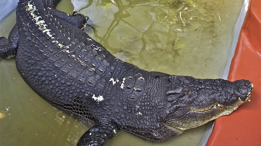 Cassius, the largest crocodile in captivity