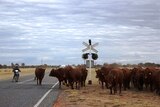 Cattle rail crossing