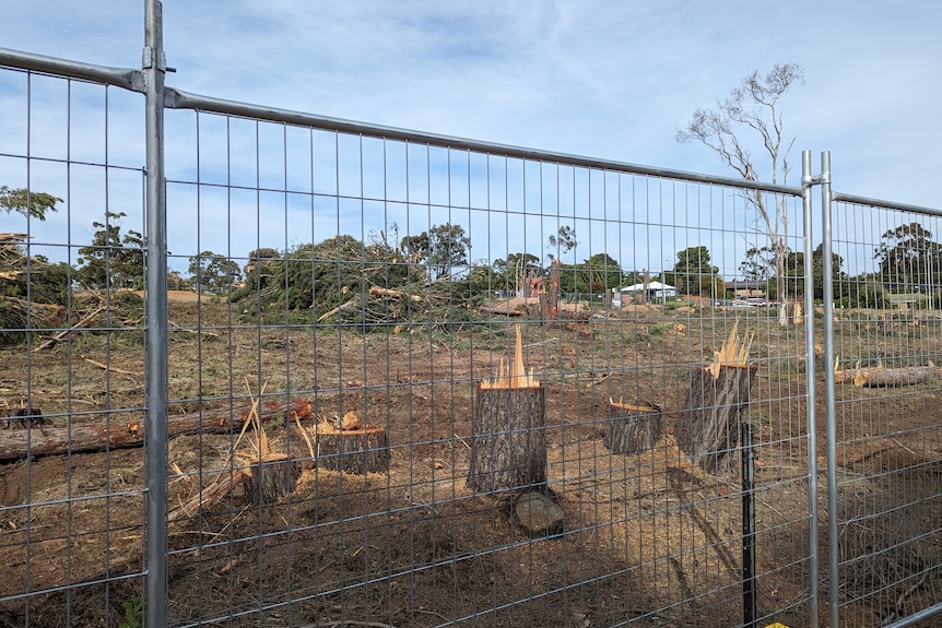 Trees cut down and a park surrounded by a fence