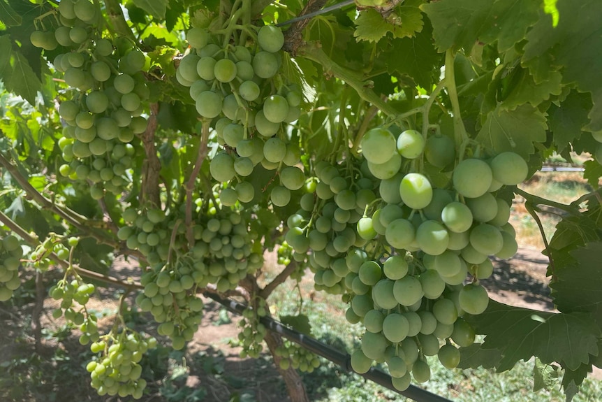 Immature table grapes hanging on the vine.