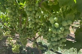 Immature table grapes hanging on the vine.