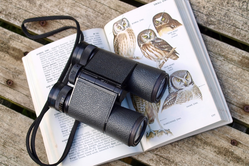 An open book with different coloured owl images, and a pair of black binoculars sitting on top of it.