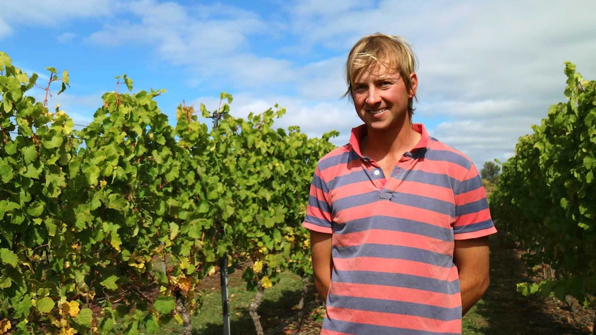 Vineyard manager stand in a row of winegrapes.