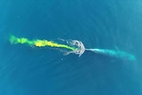 A blue whale pooing