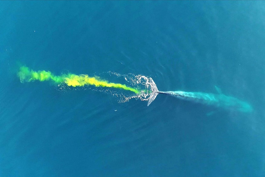 Blue whale, world's largest animal, caught on camera having a poo - ABC News