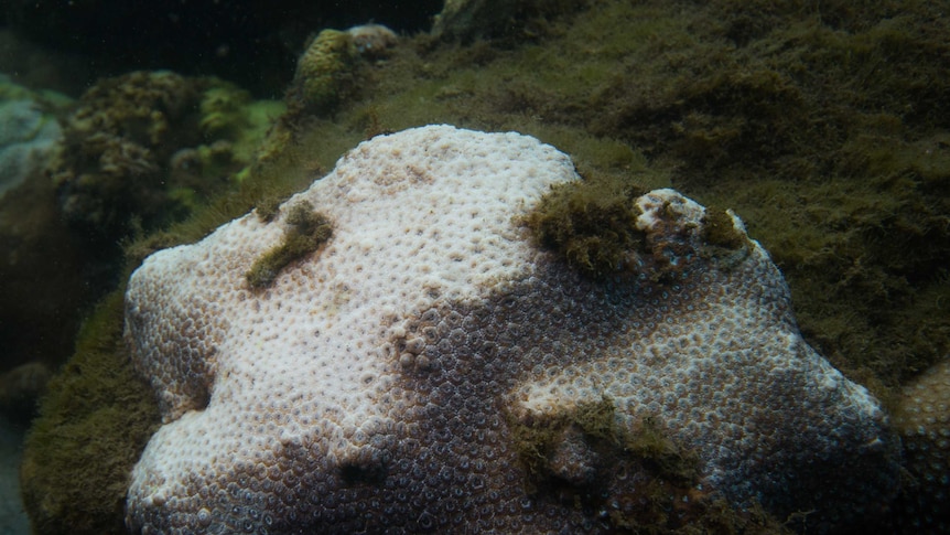 A piece of white bleached coral in Sydney Harbour.