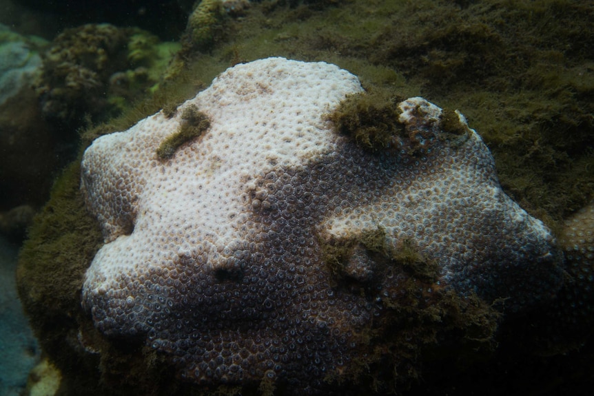 A piece of white bleached coral in Sydney Harbour.