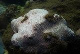 A piece of white bleached coral in Sydney Harbour.