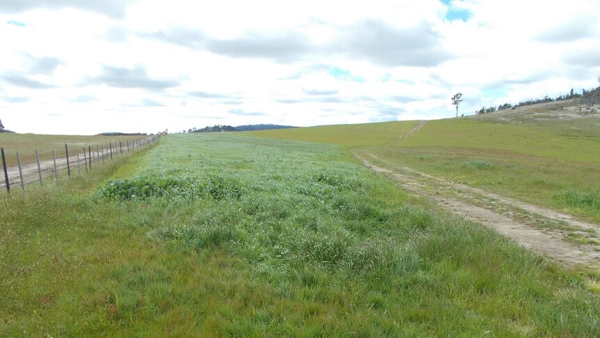 A paddock treated with fish waste on a farm at Wattle Hill is showing lush growth