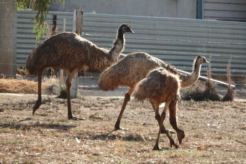Three emus grazing on a patch of grass.