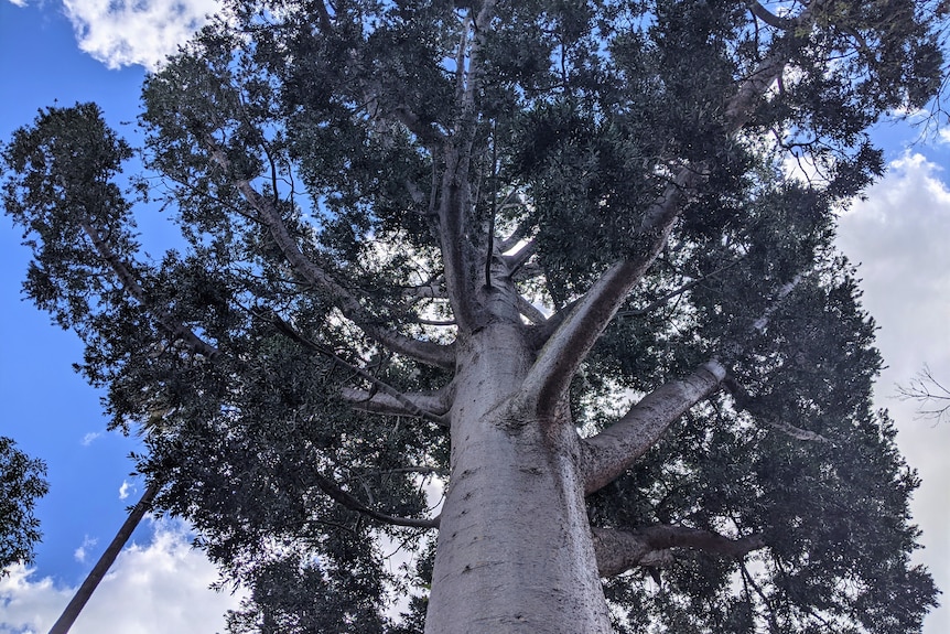 An enormous tree with a fat trunk photographed from underneath