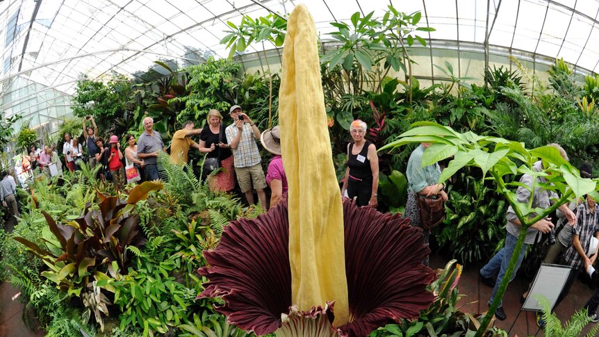 Hundreds line up to see the corpse flower at the Royal Botanic Gardens in Melbourne.