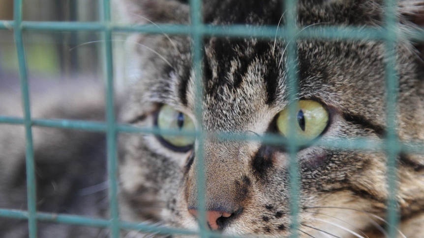 A feral cat is trapped in northern Tasmania.