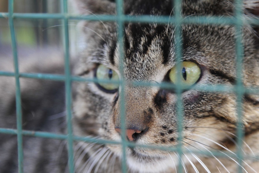 A feral cat is trapped in northern Tasmania