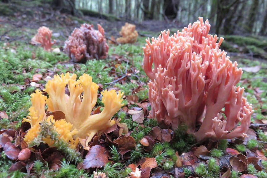 Coral ramaria, a coral like fungi on the forest floor