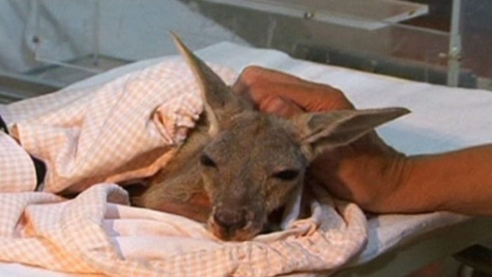 Kangaroos attacked again at Morisset Hospital.
