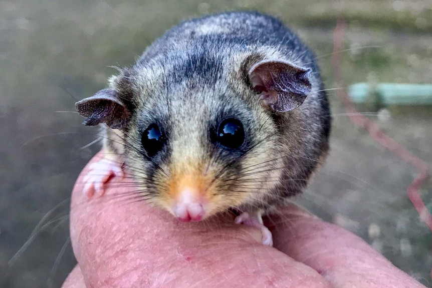 A mountain pygmy possum sitting on a human hand.