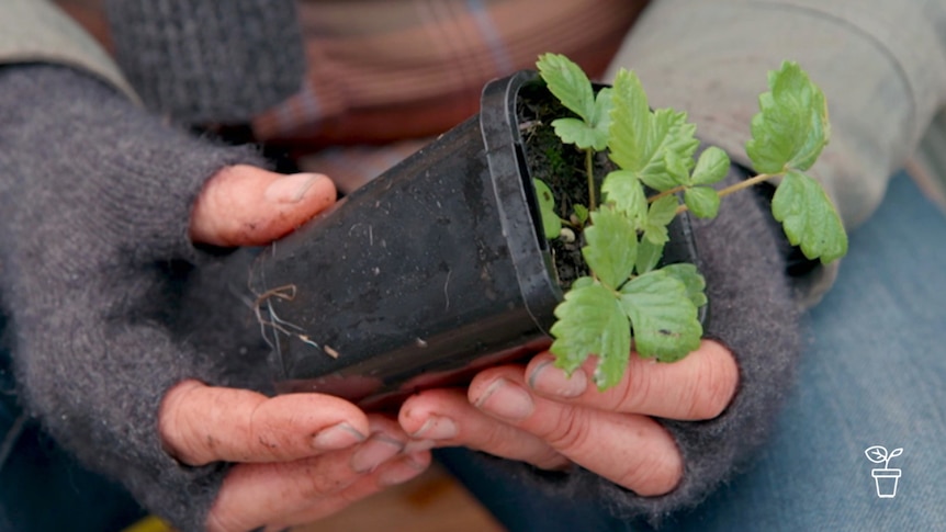 Hands holding seedling in pot