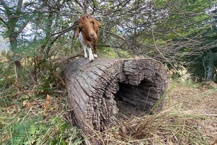 Brown goat walking along a dead log.