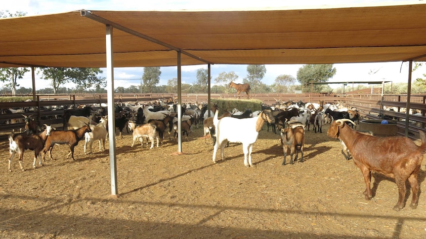 Goats at Charleville abattoir