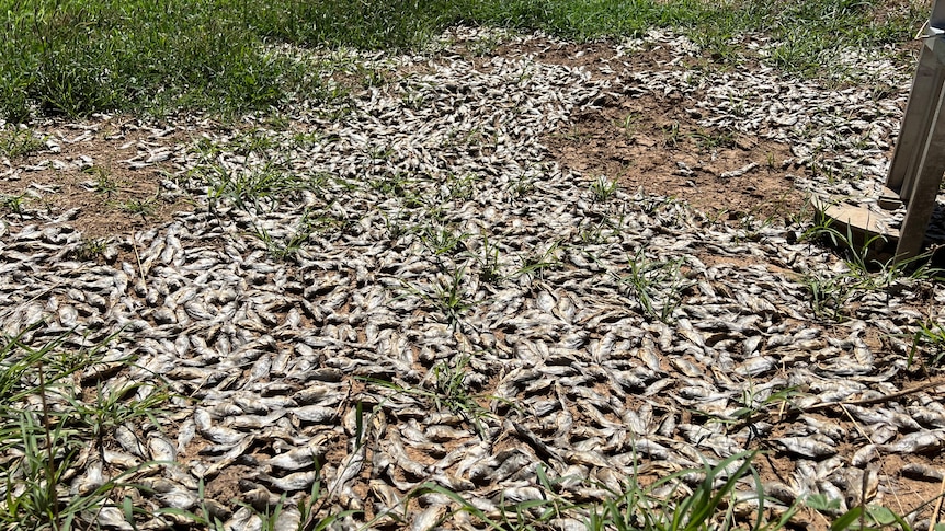 A photo of thousands of dead carp scattered throughout paddock 