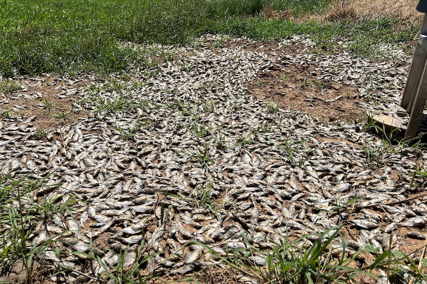 A photo of thousands of dead carp scattered throughout paddock 