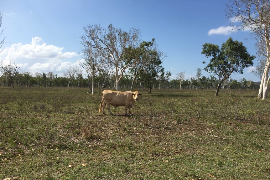Cows graze in the Burdekin region.
