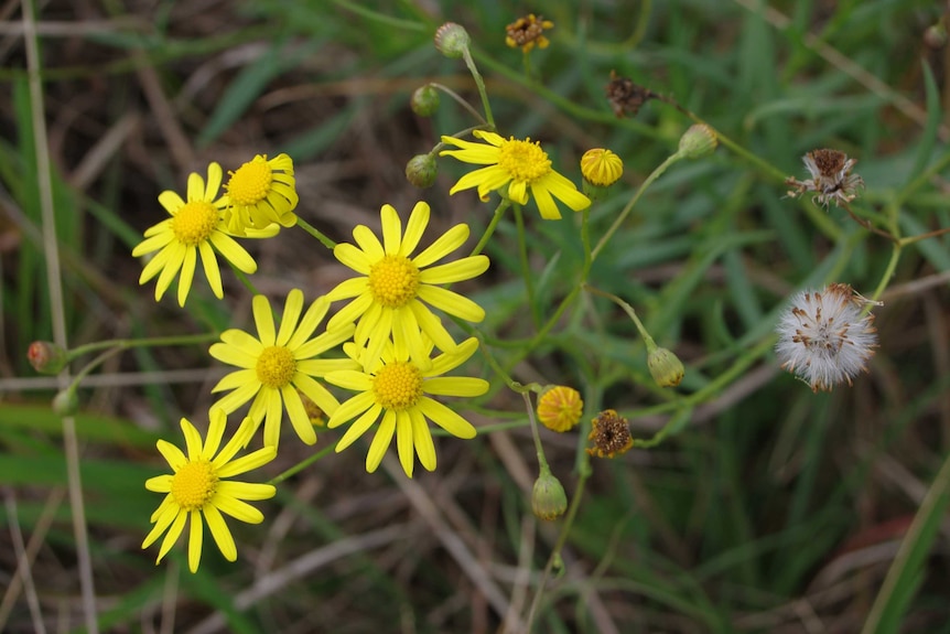 Prominent yellow flowers on the Madagascan Fireweed.