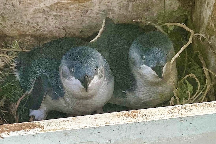 A close-up shot of two penguins as they look up at the camera from inside a nesting box.