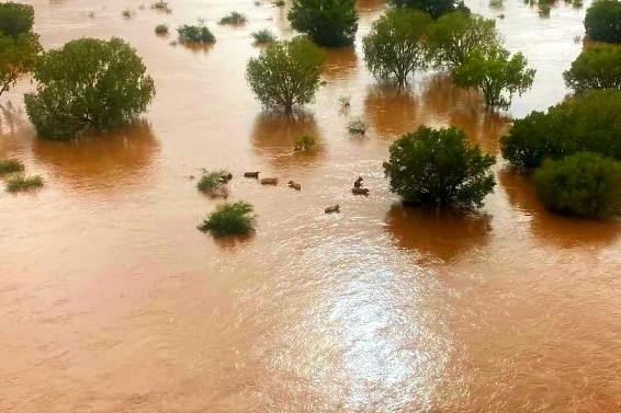 Cattle struggle in floodwaters