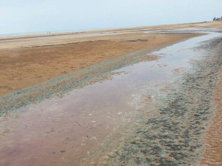 Environment authorities have warned Top Enders against going into the water after an algae bloom off Nightcliff beach