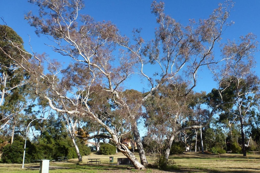 A protected yellow box tree (Eucalyptus melliodora), known as the Corroboree tree in Ainslie, ACT.