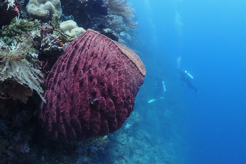A large purple sponge grows from a reef in ocean with two divers in the background