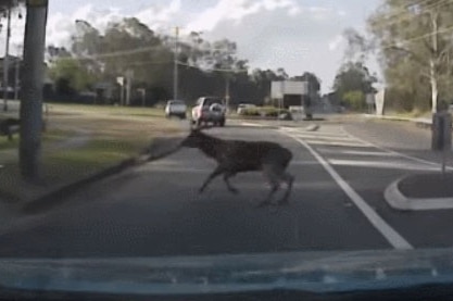 A deer runs in front of a car driving on a road at Oxley on Brisbane's west side