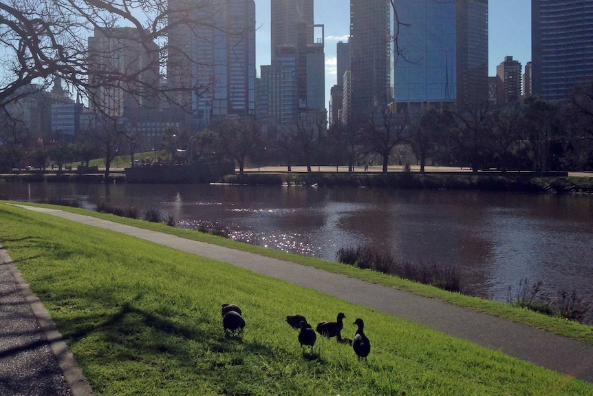 Birds in sunshine on banks of Yarra River in Melbourne
