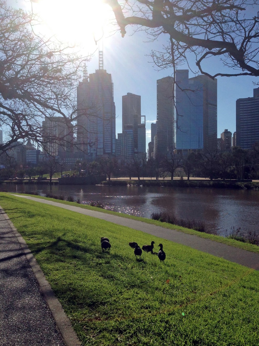 Birds in sunshine on banks of Yarra River in Melbourne