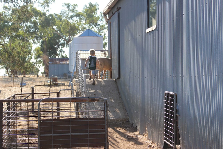 Little boys runs up sheep ramp beside tin shed