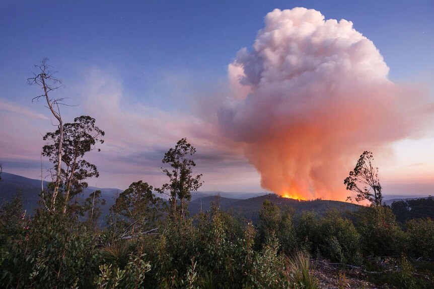 A plume of smoke rises above a forest