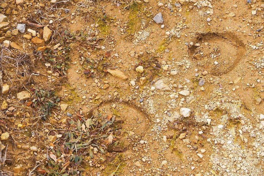 Two clear horse hoof prints on a dirt track.