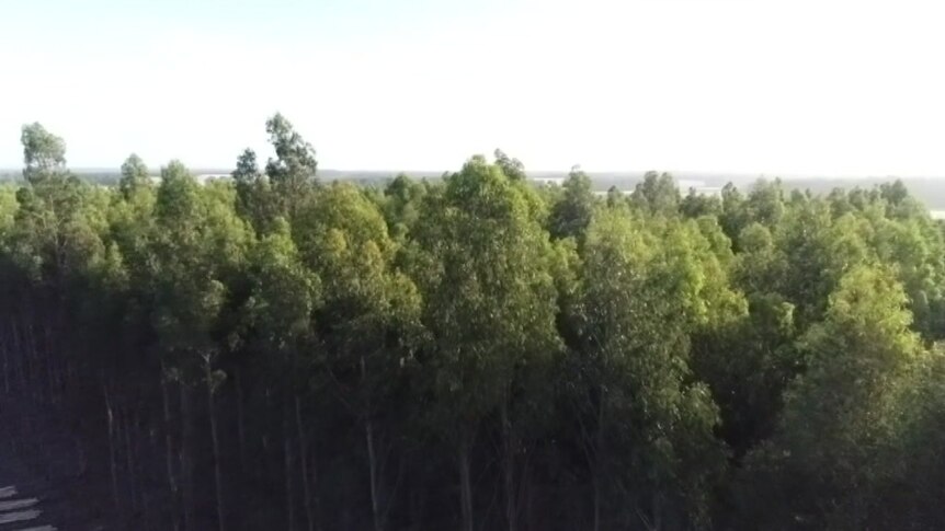 Une vue aérienne d'une plantation de gomme bleue à Albany.
