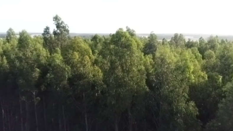 A blue gum plantation as seen from above on a hazy day.
