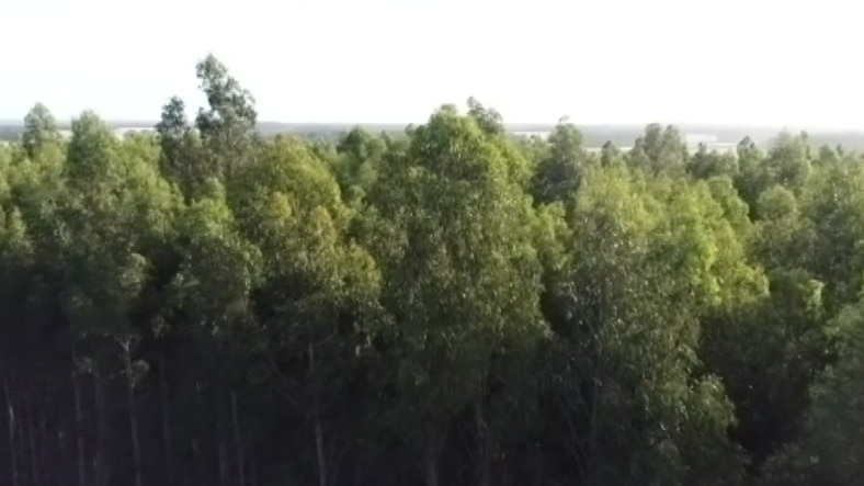 An aerial shot of a blue gum plantation in Albany.