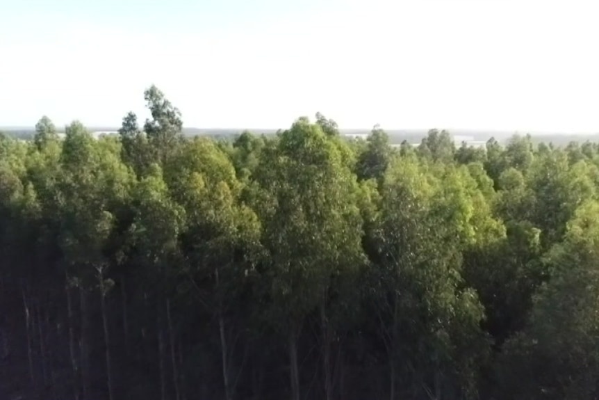 An aerial shot of a blue gum plantation in Albany.