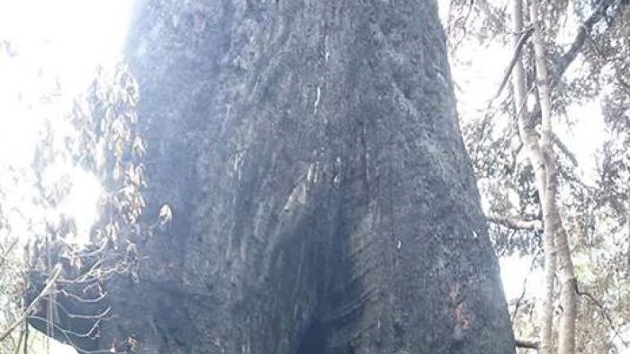 Dasar dari pohon Centurion setelah kebakaran hutan menerjang.