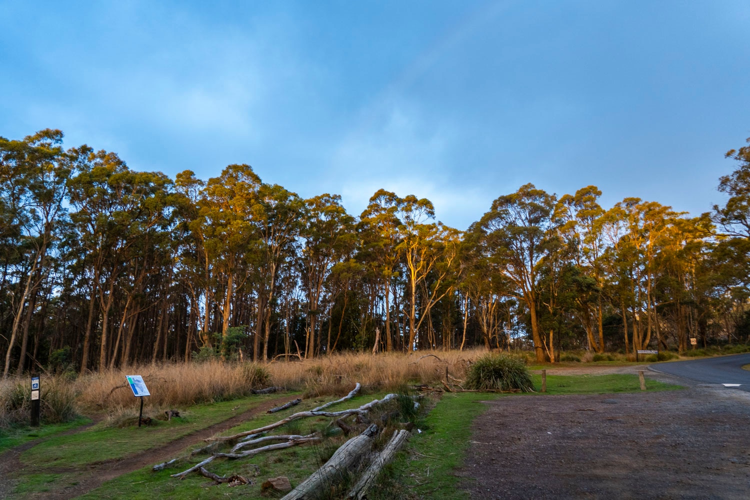 A stand of gum trees behind a cleared area with a road winding past.